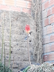 Oreotrochilus estella