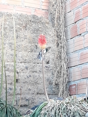 Oreotrochilus estella