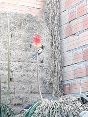 Oreotrochilus estella