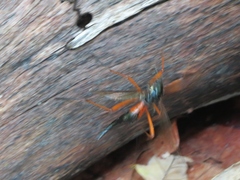 Tanyptera dorsalis