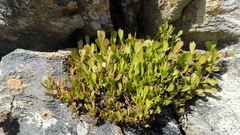 Centella triloba