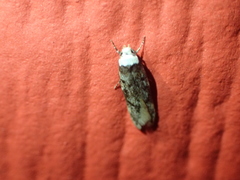 Endrosis sarcitrella