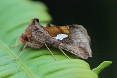 Autographa bractea