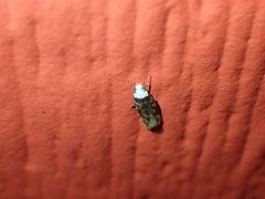 Endrosis sarcitrella