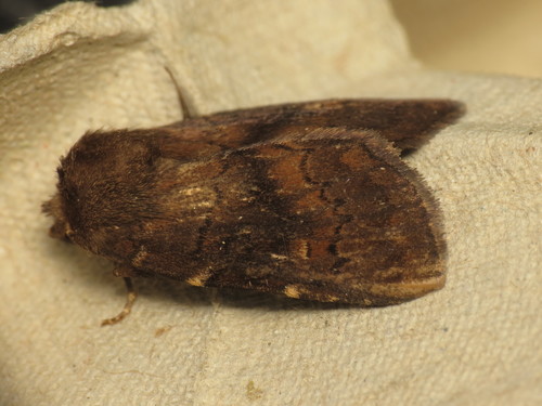 Brown Rustic