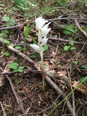 Cephalanthera austiniae