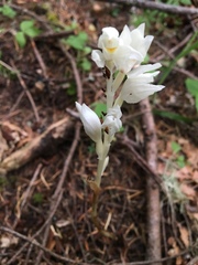 Cephalanthera austiniae