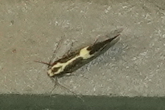 Polix coloradella