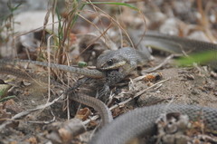 Philodryas nattereri