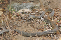 Philodryas nattereri