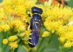 Ectemnius arcuatus