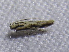 Melanocinclis lineigera