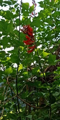 Erythrina corallodendron