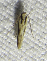 Melanocinclis lineigera