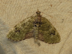 Chloroclystis v-ata