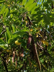 Robinia pseudoacacia