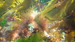Ericaria selaginoides