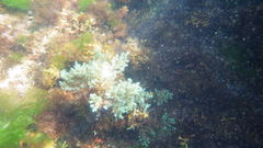 Ericaria selaginoides