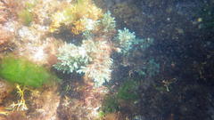 Ericaria selaginoides