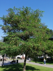 Robinia pseudoacacia
