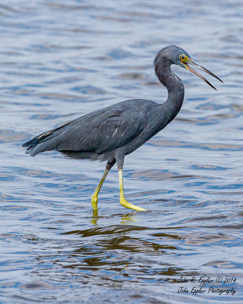 Little Blue × Tricolored Heron