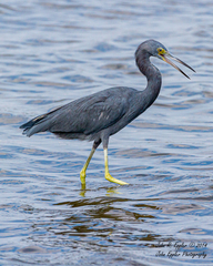 Egretta caerulea × tricolor