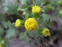 Perityle cochisensis