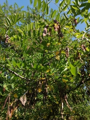 Robinia pseudoacacia