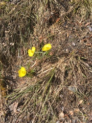 Ranunculus adoneus