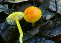 Hygrocybe blanda