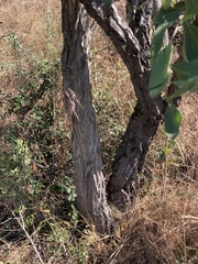 Gymnosporia glaucophylla