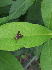 Carmenta pyralidiformis