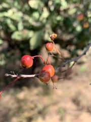 Gymnosporia glaucophylla