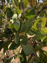 Gymnosporia glaucophylla