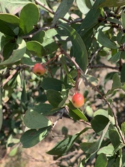 Gymnosporia glaucophylla