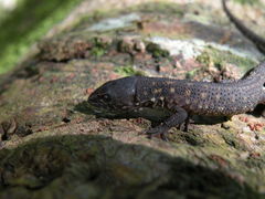 Lepidophyma flavimaculatum