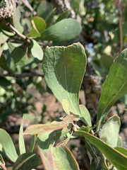 Gymnosporia glaucophylla