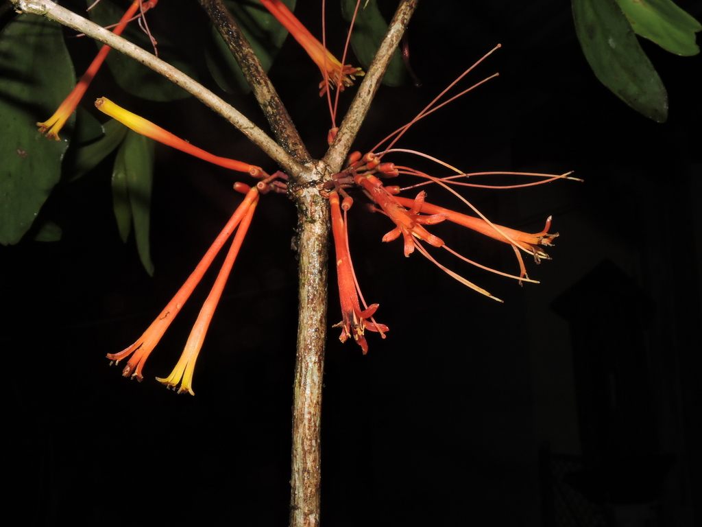 Psittacanthus krameri