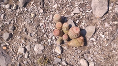 Echinocereus pectinatus pectinatus