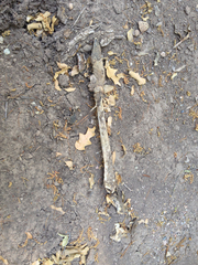 Odocoileus virginianus carminis