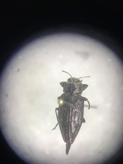 Chrysobothris femorata