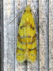 Phtheochroa vitellinana