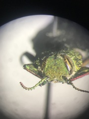 Chrysobothris femorata