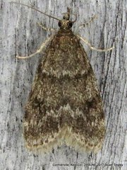 Scoparia penumbralis