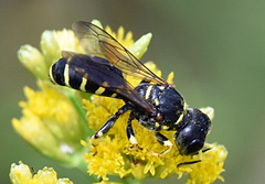 Ectemnius arcuatus