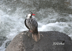 Merganetta armata armata