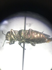 Chrysobothris femorata