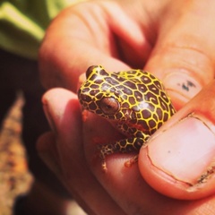 Dendropsophus triangulum