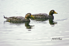 Tachyeres patachonicus