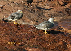 Tachyeres leucocephalus